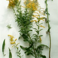 Canadian Goldenrod